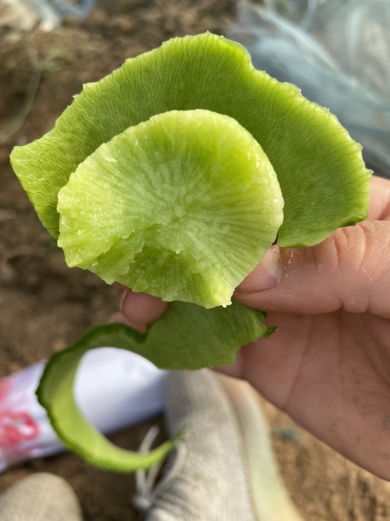 水果萝卜，下地看货，装车人工免费，产地直销