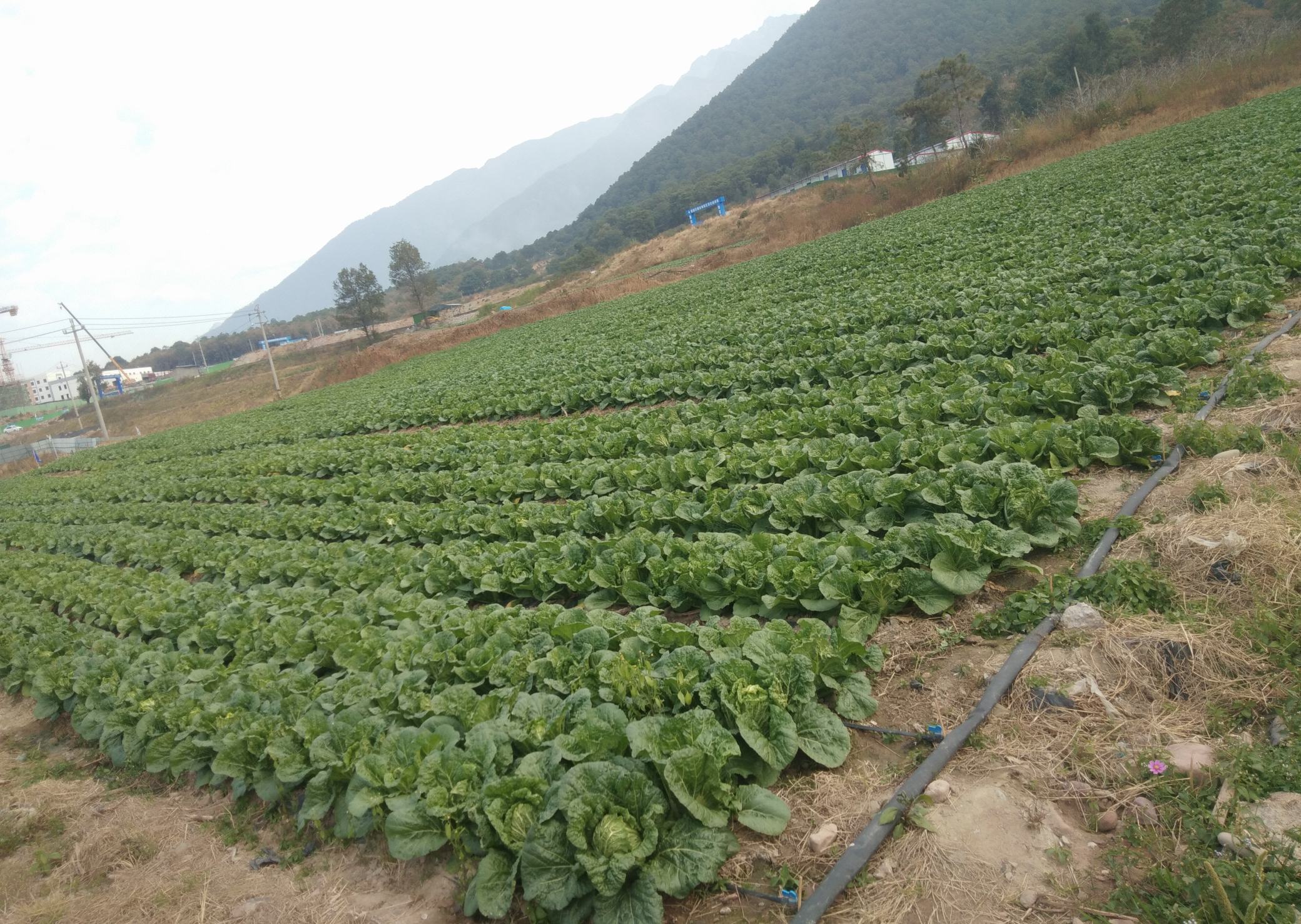 高山娃娃菜田间种植场景