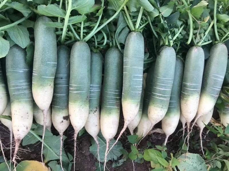 潍县萝卜，大面积种植，人工免费，食宿免费