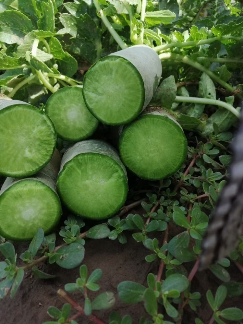 潍县萝卜，大面积种植，人工免费，食宿免费
