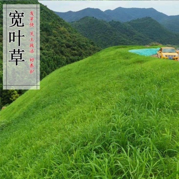 宽叶草种宽叶种子宽叶草护坡种子耐盐碱雀叶稗种子