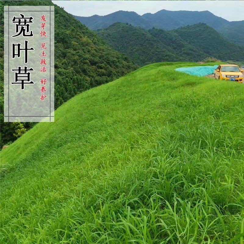 宽叶草种宽叶种子宽叶草护坡种子耐盐碱雀叶稗种子