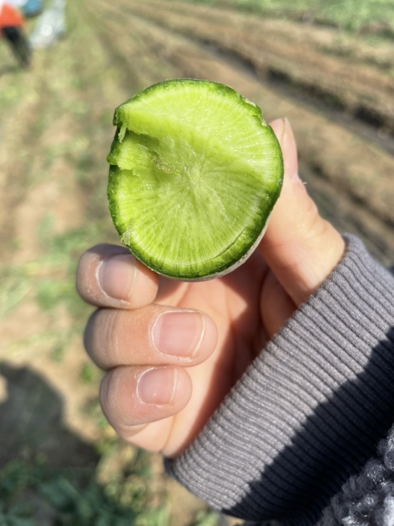 水果萝卜，青萝卜，大量上市，价格便宜，产地直销