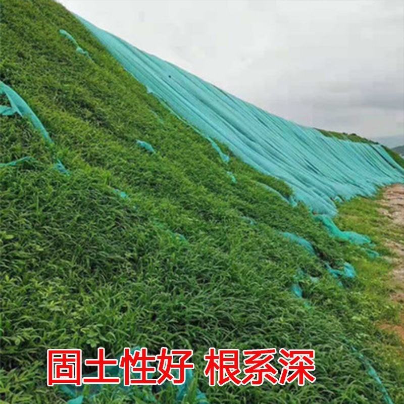 宽叶草种宽叶种子宽叶草护坡种子耐盐碱雀叶稗种子