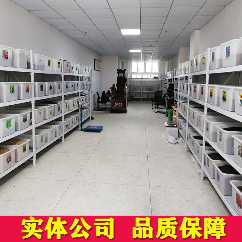 宽叶草种宽叶种子宽叶草护坡种子耐盐碱雀叶稗种子