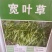 宽叶草种宽叶种子宽叶草护坡种子耐盐碱雀叶稗种子