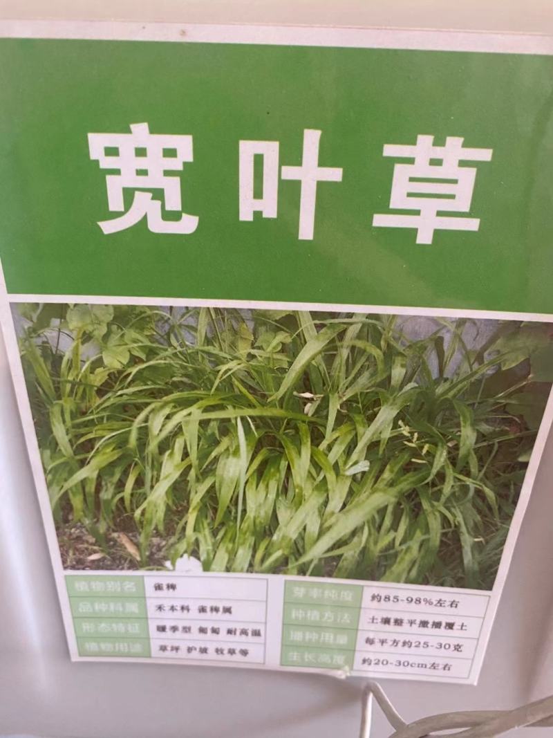 宽叶草种宽叶种子宽叶草护坡种子耐盐碱雀叶稗种子