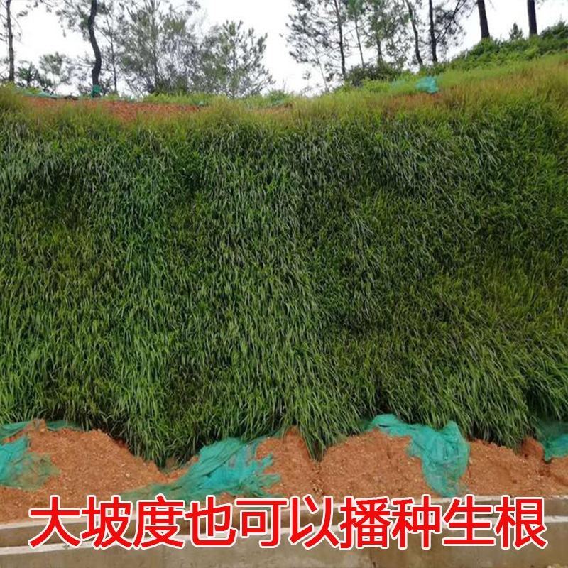 宽叶草种宽叶种子宽叶草护坡种子耐盐碱雀叶稗种子