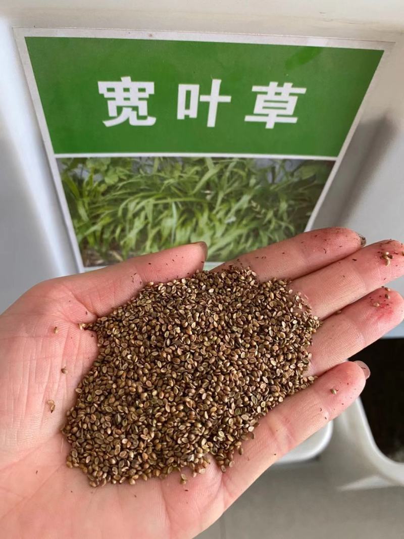 宽叶草种宽叶种子宽叶草护坡种子耐盐碱雀叶稗种子