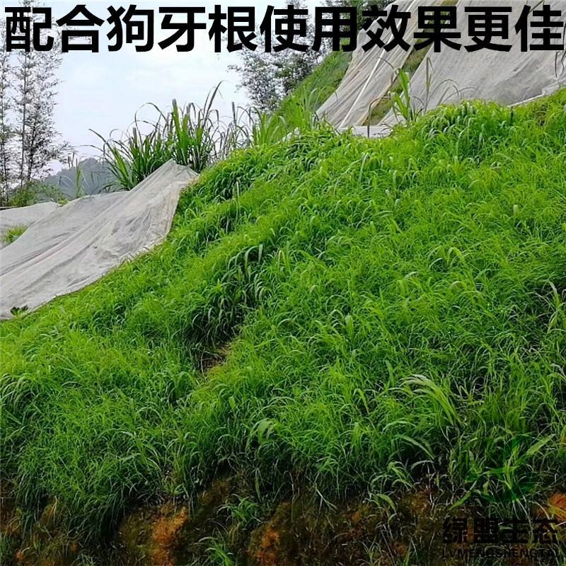 宽叶草种宽叶种子宽叶草护坡种子耐盐碱雀叶稗种子