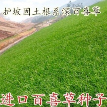 百喜草种子道路护坡水土保持牧草草籽公路堤坝绿化