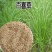 百喜草种子道路护坡水土保持牧草草籽公路堤坝绿化