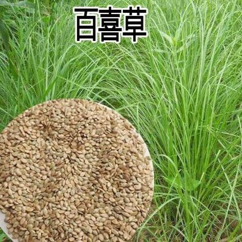 百喜草种子道路护坡水土保持牧草草籽公路堤坝绿化