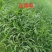 百喜草种子道路护坡水土保持牧草草籽公路堤坝绿化
