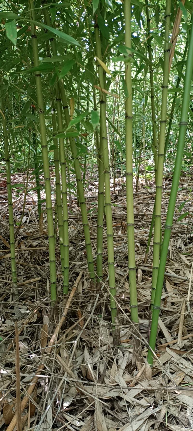 大量供应各种规格金竹苗