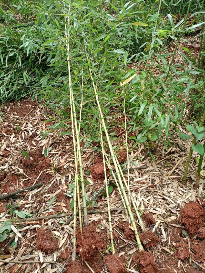 大量供应各种规格金竹苗