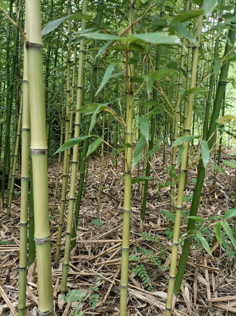大量供应各种规格金竹苗
