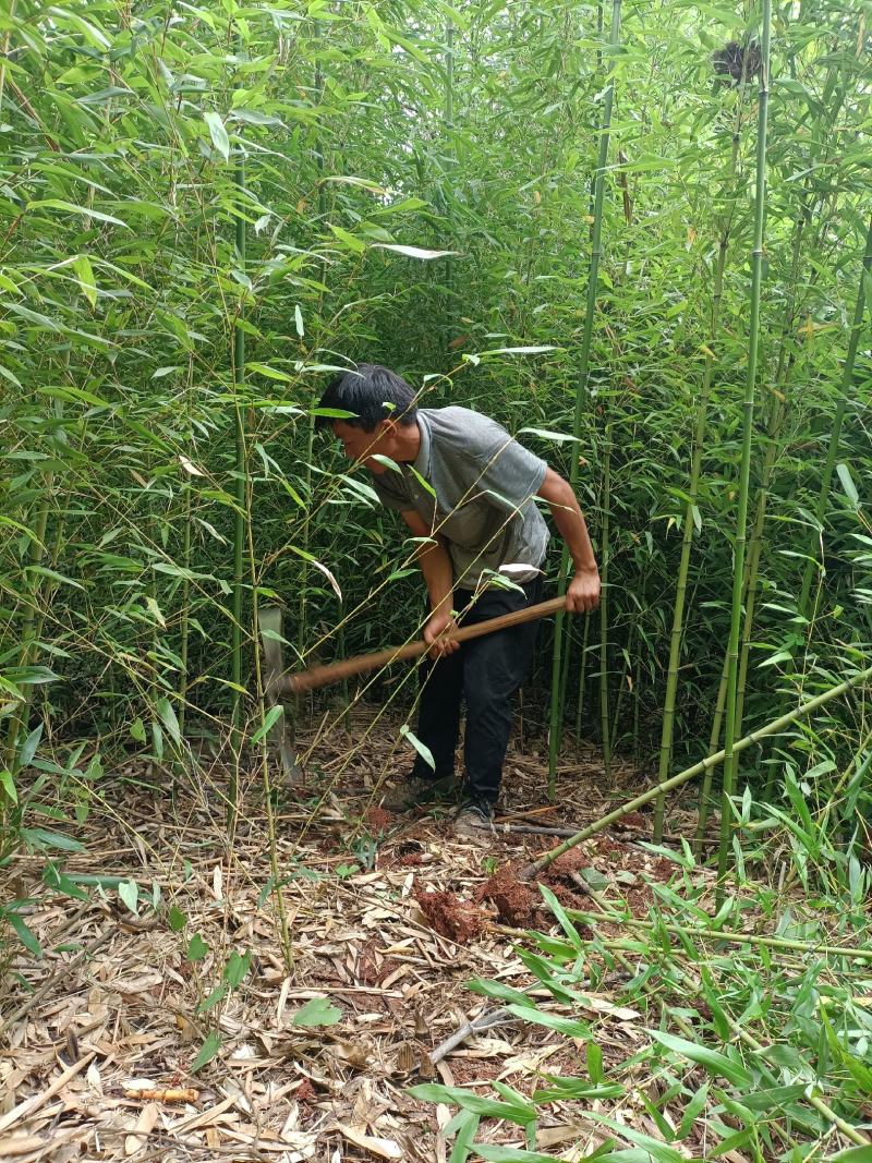 大量供应各种规格金竹苗