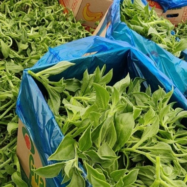 冰草大量供应