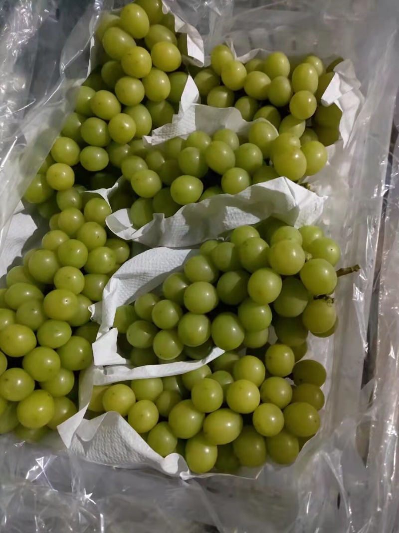 葡萄，阳光玫瑰，巨峰，等多个品种口感好