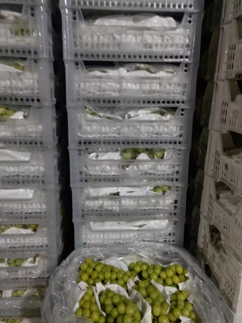 葡萄，阳光玫瑰，巨峰，等多个品种口感好