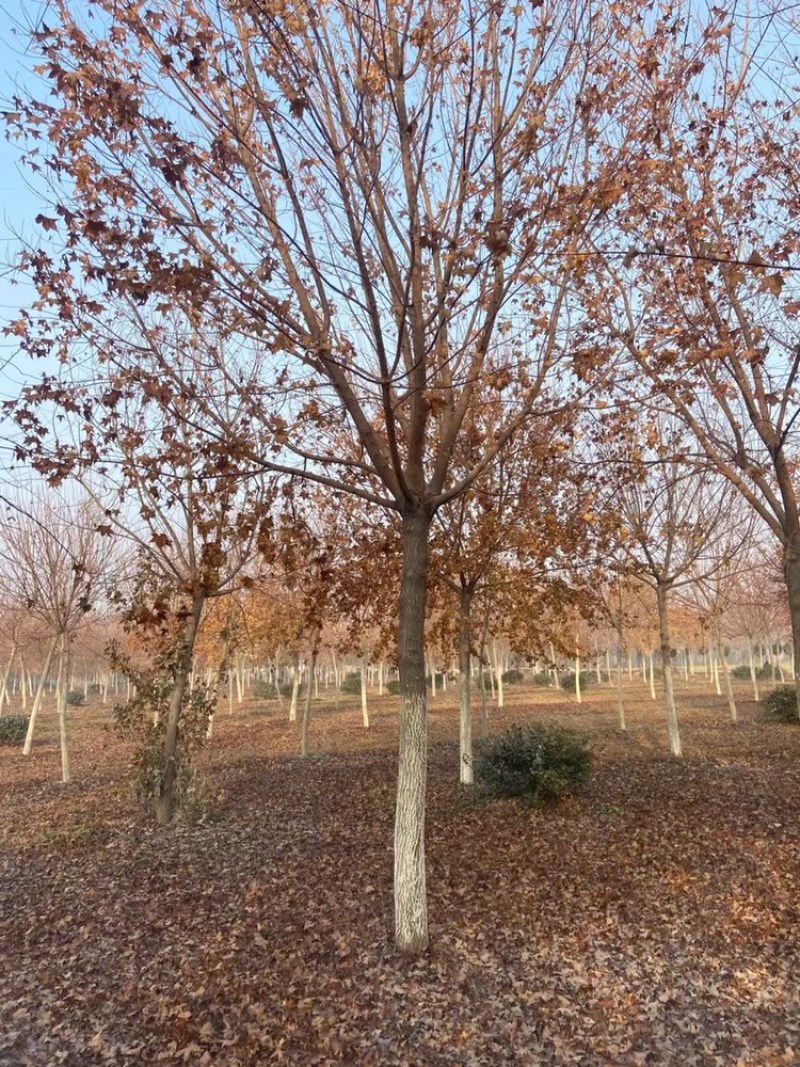 精品五角枫10公分12公分15公分五角枫元宝枫苗圃直供
