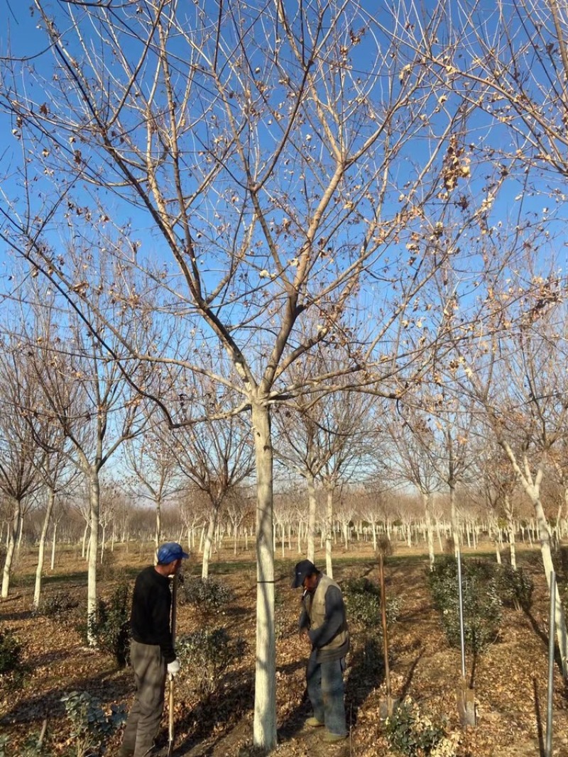 精品五角枫10公分12公分15公分五角枫元宝枫苗圃直供