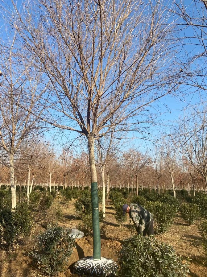 精品五角枫10公分12公分15公分五角枫元宝枫苗圃直供