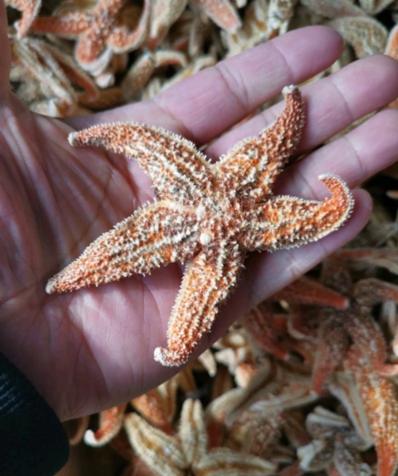 海星统装500g振兴药材购销站量大从优