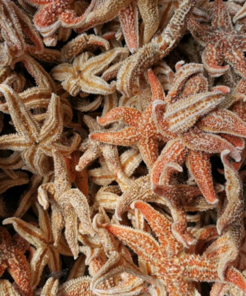 海星统装500g振兴药材购销站量大从优