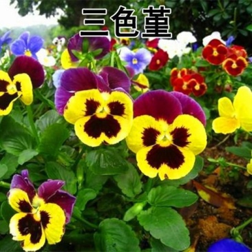 花种子三色堇种子阳台盆栽花卉种子春秋播景观绿化