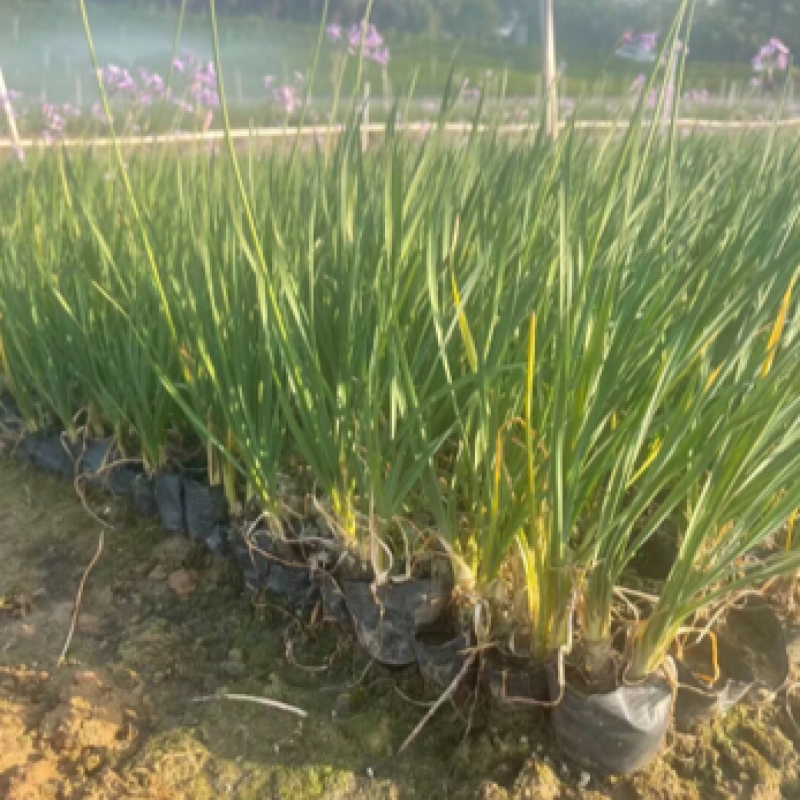 紫娇花5斤袋7斤袋小杯苗基地大量现货供应