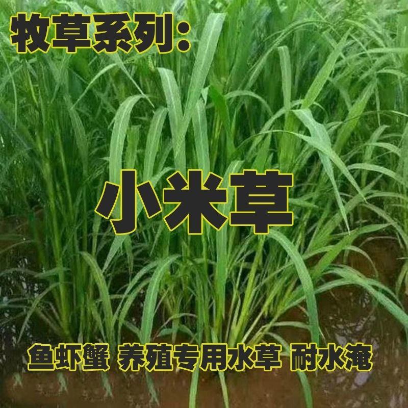 小米草种子，养殖鱼虾蟹牧草耐水淹耐旱雀叶稗高产水草