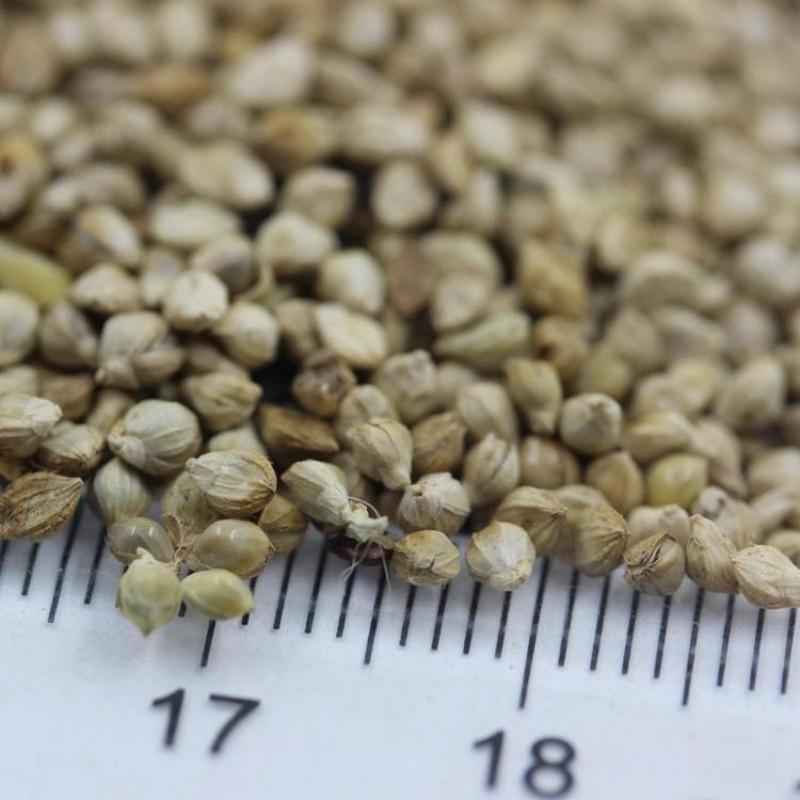 小米草种子，养殖鱼虾蟹牧草耐水淹耐旱雀叶稗高产水草