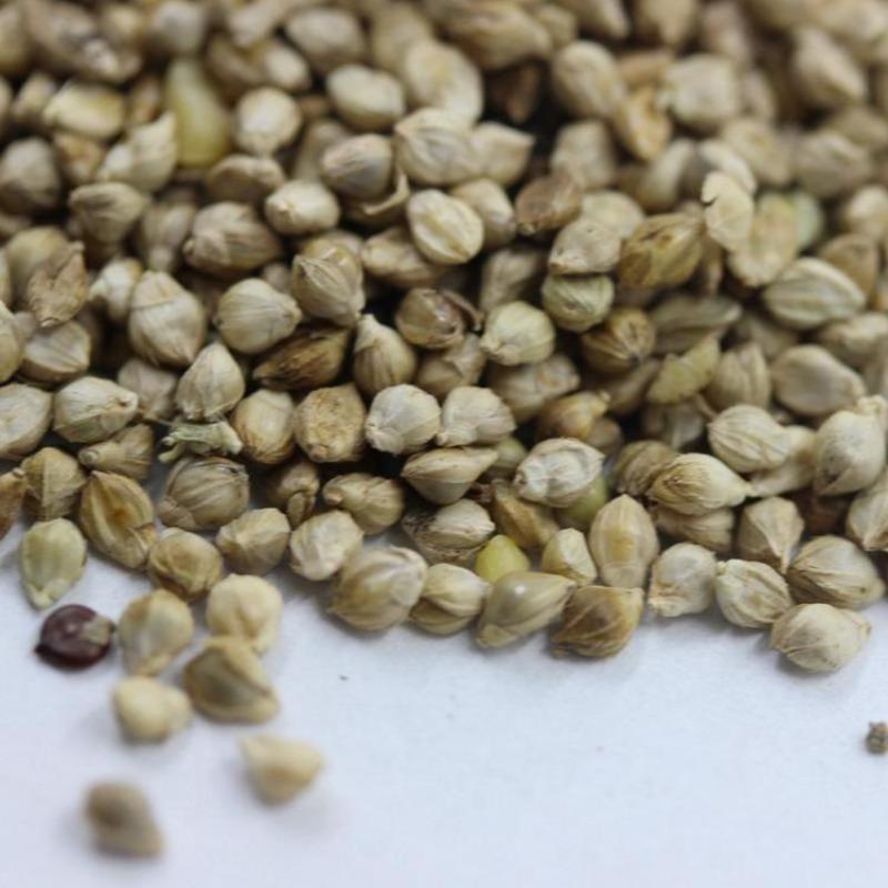 小米草种子，养殖鱼虾蟹牧草耐水淹耐旱雀叶稗高产水草
