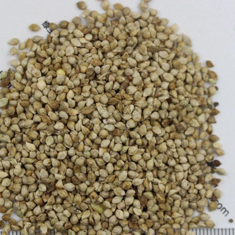 小米草种子，养殖鱼虾蟹牧草耐水淹耐旱雀叶稗高产水草