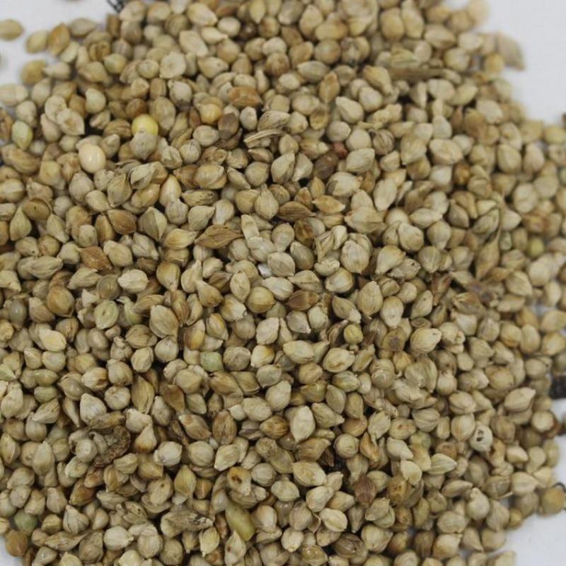 小米草种子，养殖鱼虾蟹牧草耐水淹耐旱雀叶稗高产水草