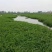 小米草种子，养殖鱼虾蟹牧草耐水淹耐旱雀叶稗高产水草