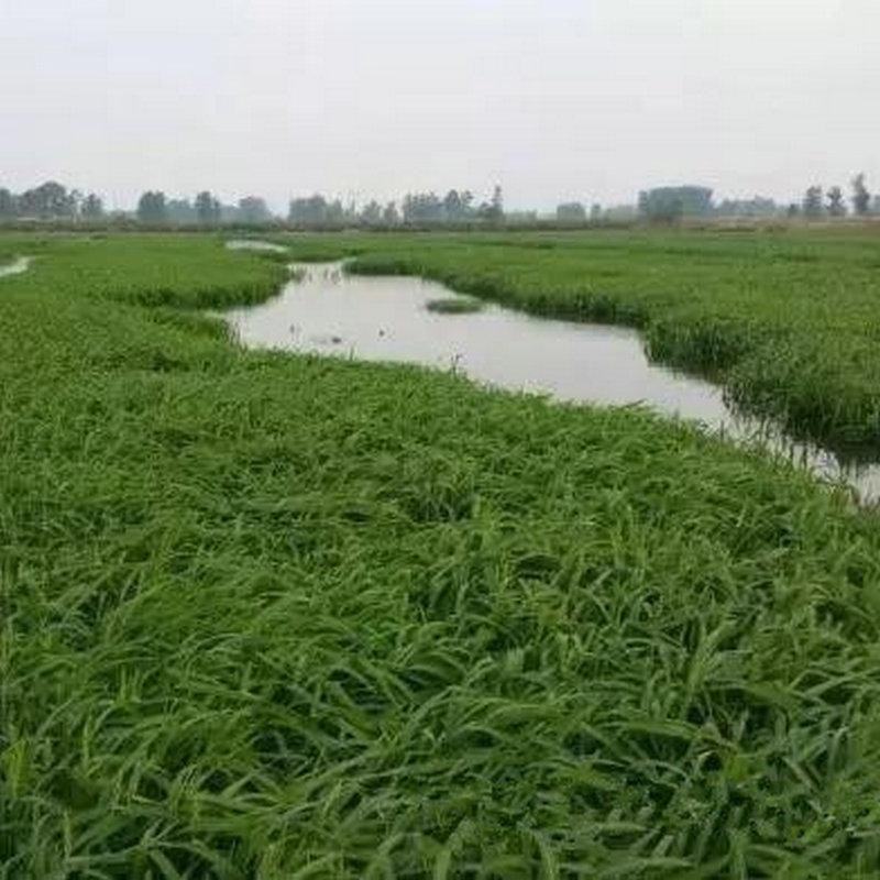 小米草种子，养殖鱼虾蟹牧草耐水淹耐旱雀叶稗高产水草