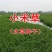 小米草种子，养殖鱼虾蟹牧草耐水淹耐旱雀叶稗高产水草