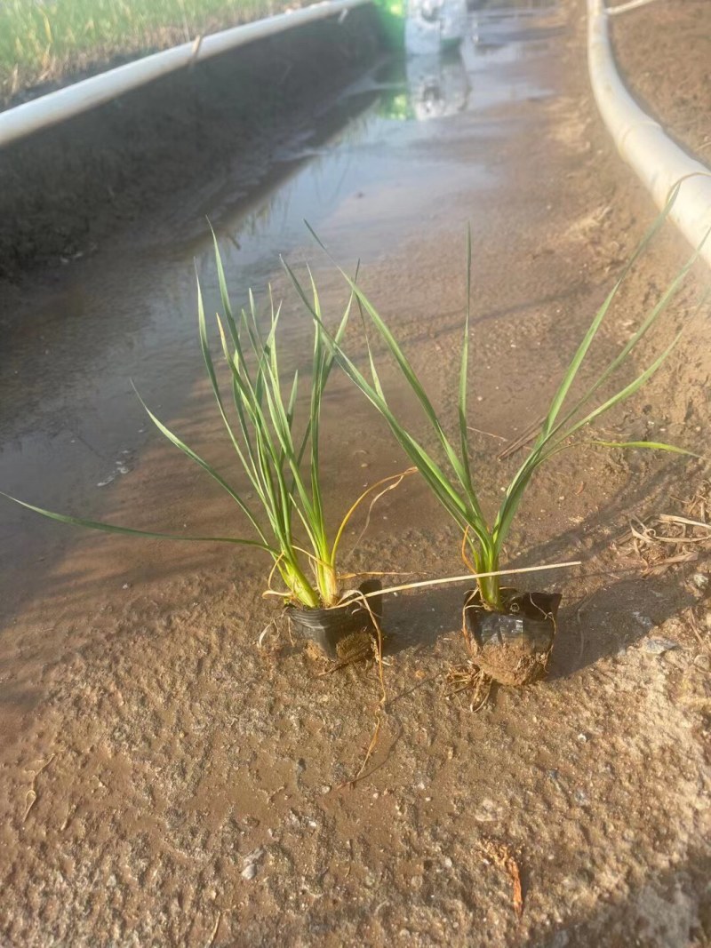 紫娇花5斤袋7斤袋小杯苗基地大量现货供应