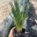 紫娇花5斤袋7斤袋小杯苗基地大量现货供应