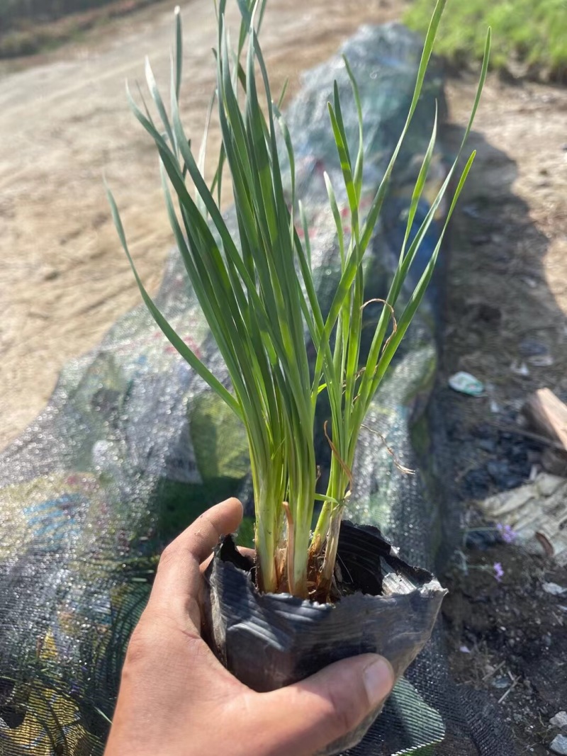 紫娇花5斤袋7斤袋小杯苗基地大量现货供应