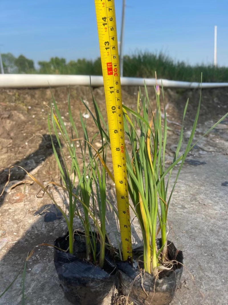 紫娇花5斤袋7斤袋小杯苗基地大量现货供应