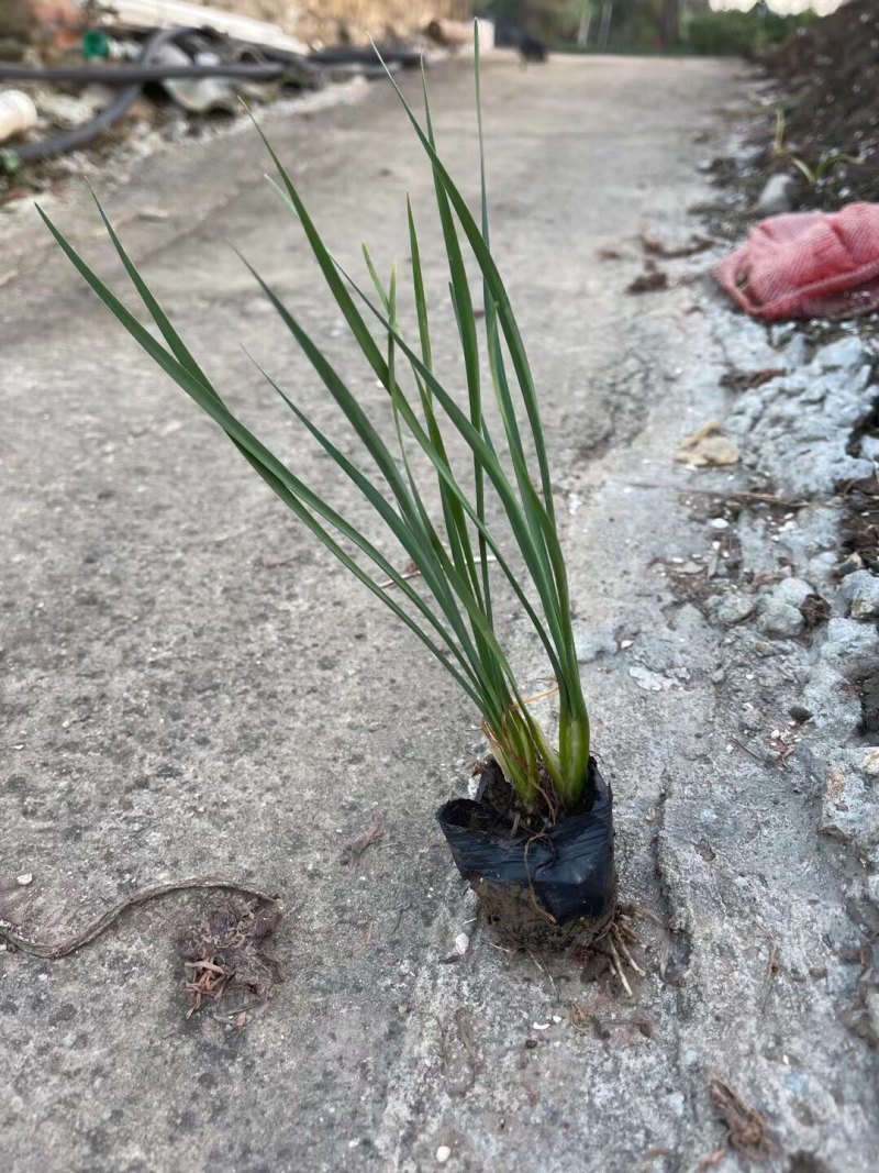 紫娇花5斤袋7斤袋小杯苗基地大量现货供应