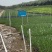 紫娇花5斤袋7斤袋小杯苗基地大量现货供应