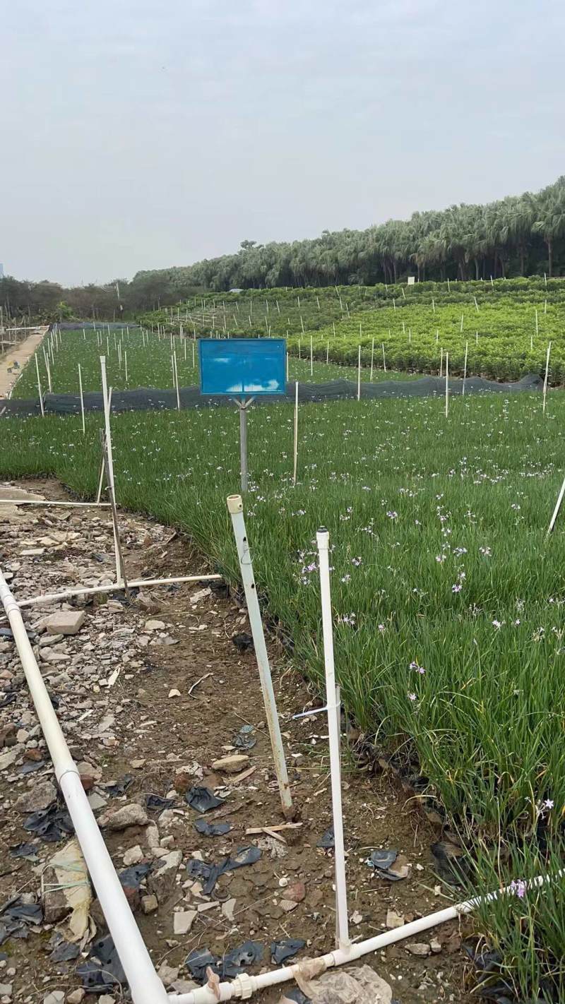 紫娇花5斤袋7斤袋小杯苗基地大量现货供应