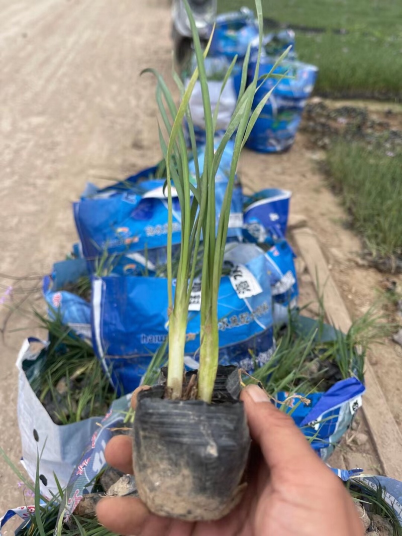 紫娇花5斤袋7斤袋小杯苗基地大量现货供应