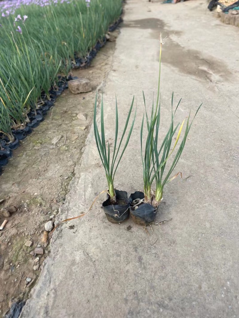 紫娇花5斤袋7斤袋小杯苗基地大量现货供应