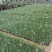 紫娇花5斤袋7斤袋小杯苗基地大量现货供应